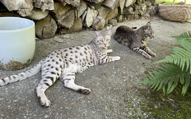 spottedbeauty.ch