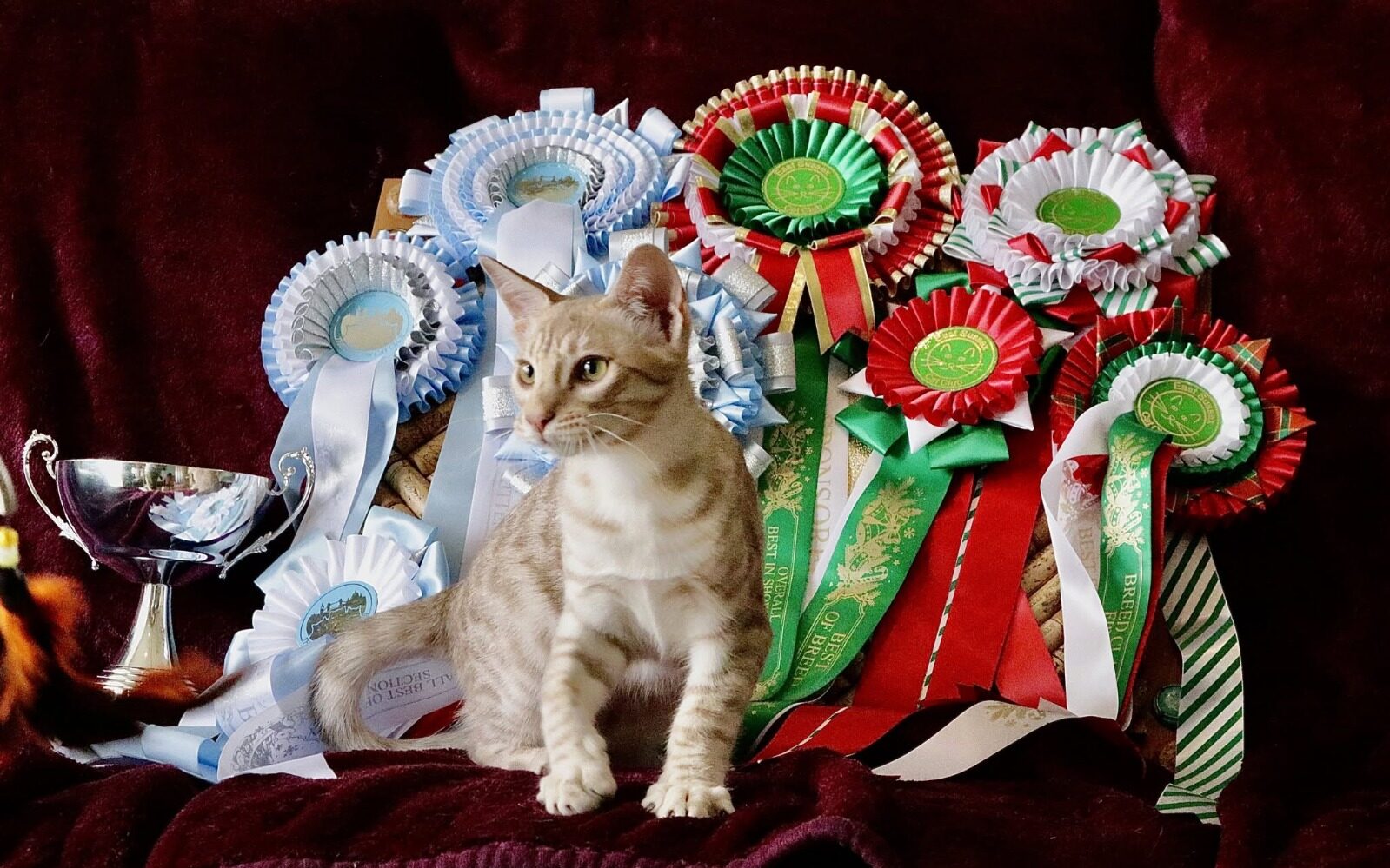 CH*Spotted Beauty Ocicat’s